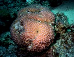 so tiny

my first photo made under water during my padi... by Simba Diving 